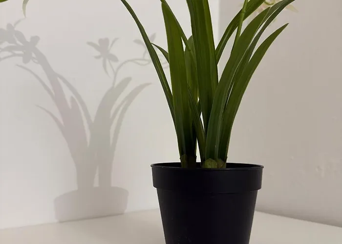 A Casa Di Noah Διαμέρισμα *